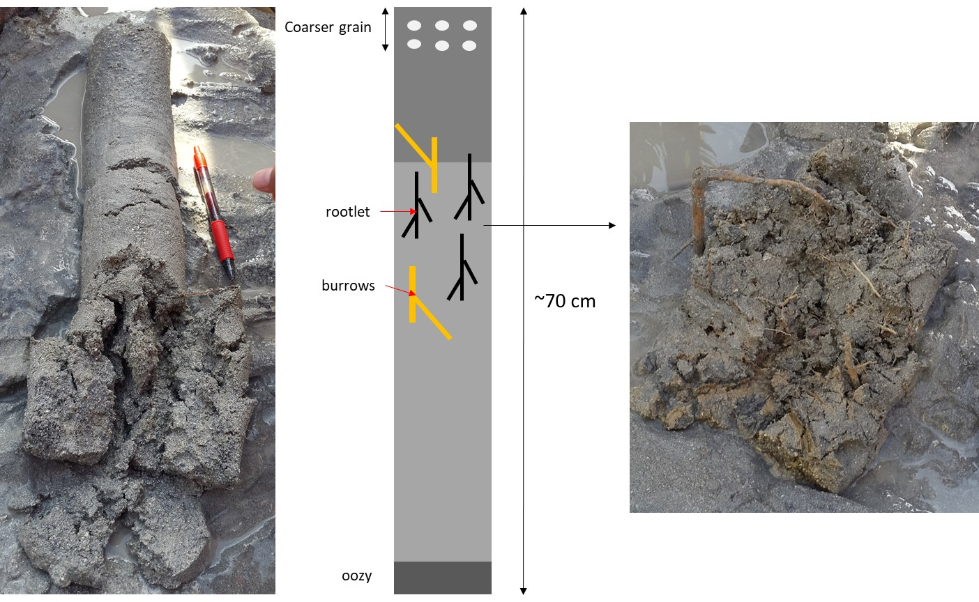 Tidal Flat Core